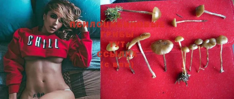 мега зеркало  Красноперекопск  Галлюциногенные грибы Psilocybe 